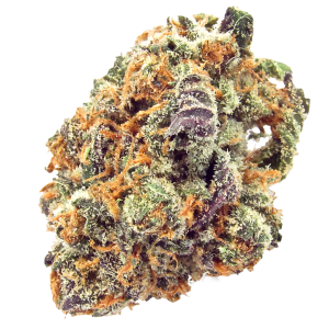 Buy Purple Mimosa Online